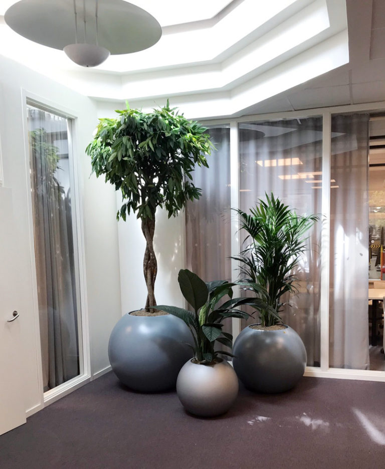 Växter och ett mindre träd i moderna runda krukor på en öppen yta hos ett företag